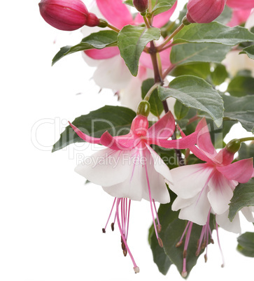 Pink And White Fuchsia