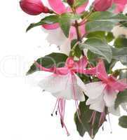Pink And White Fuchsia