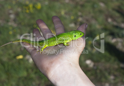 Small lizard sits on hand