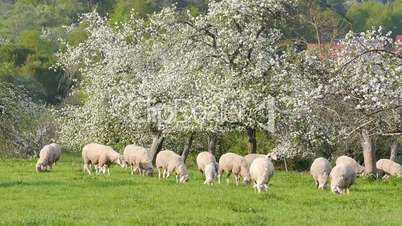 Apfelbäume und Schafherde