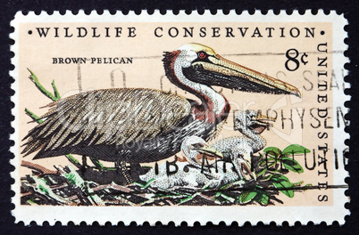postage stamp usa 1972 brown pelican, bird