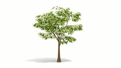 Growing Money Tree