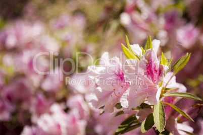 Beautiful Pink Flowers Blooming in Spring