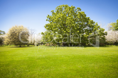 Beautiful Green Grass Field with Blossoming Trees