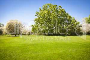 Beautiful Green Grass Field with Blossoming Trees