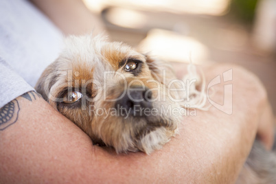 Cute Terrier Puppy Look On As Master Holds Her