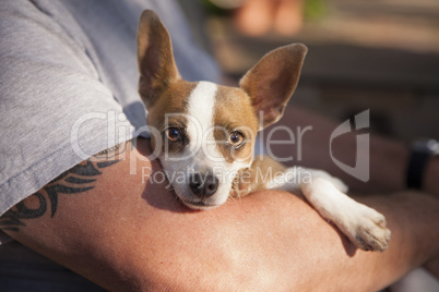 Cute Jack Russell Terrier Look On As Master Holds Her