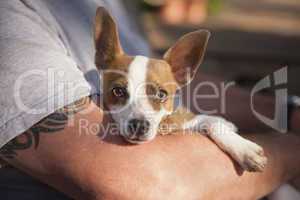 Cute Jack Russell Terrier Look On As Master Holds Her