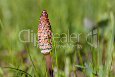 Schachtelhalm - Equisetum