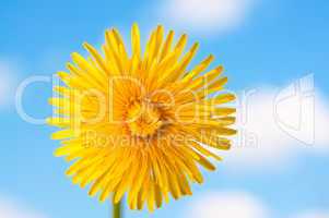 Dandelion Flower