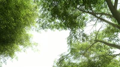 Treetops - Green Canopy