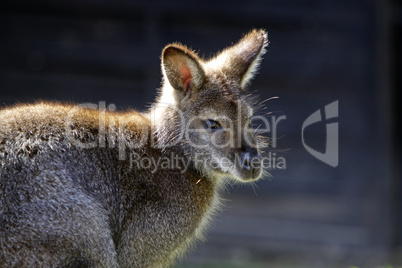 Bennettkänguru