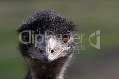 Emu