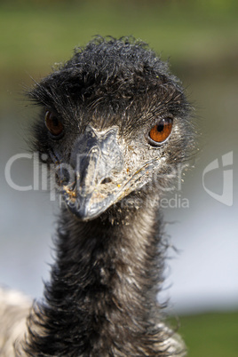 Emu