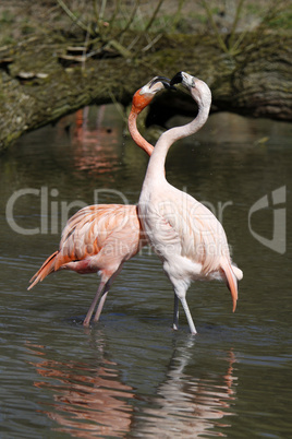 Streitende Flamingos