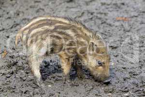 Wildschweine Frischlinge