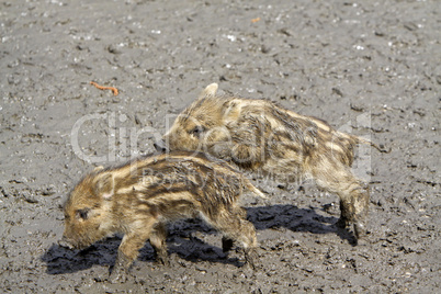 Wildschweine Frischlinge