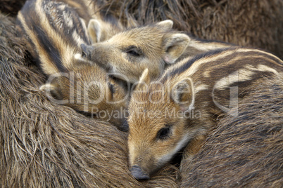 Wildschweinfamilie