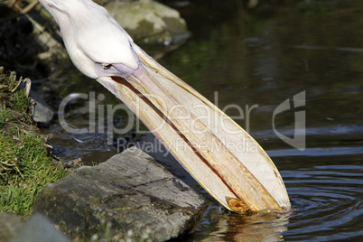 Rosapelikan fischt ein Holzstück aus dem Wasser