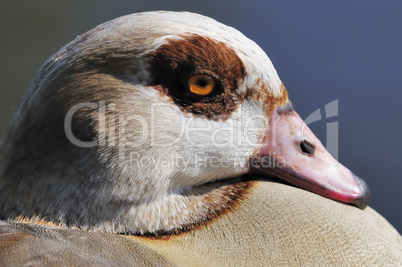 nilgans