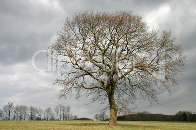 Stieleiche im Frühling