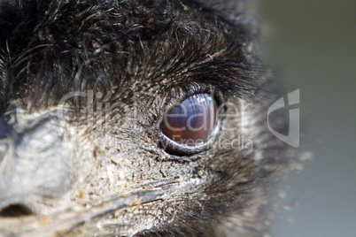 Emu