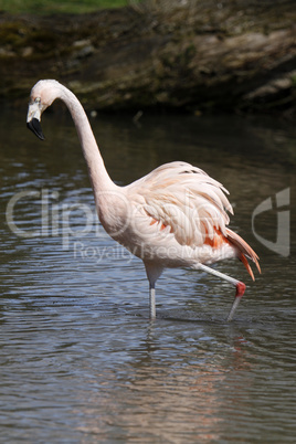 Flamingo im Wasser