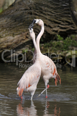 Streitende Flamingos