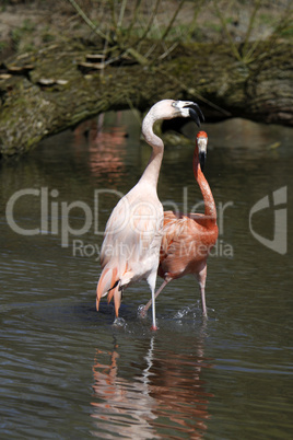 Streitende Flamingos