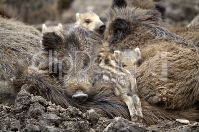 Wildschweinfamilie