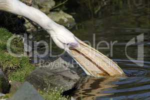 Rosapelikan fischt ein Holzstück aus dem Wasser