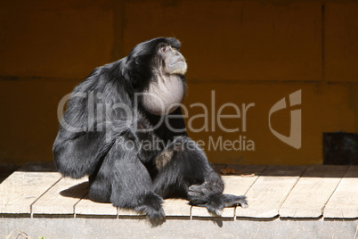 Siamang