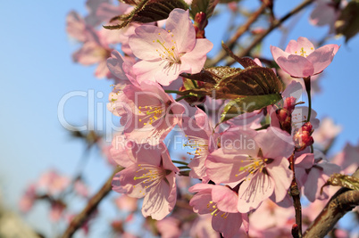 sakura