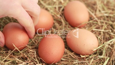 Hand taking chicken eggs