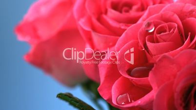 Close up on raindrop falling on flowers