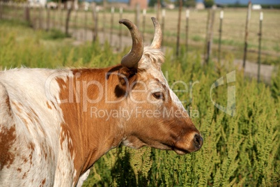 Longhorn cow