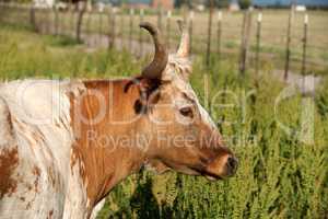 Longhorn cow