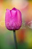 Tulpe