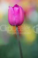 Tulpe