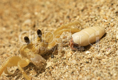 Ghost crab and  herrmit crab
