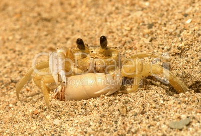 Ghost crab with  herrmit crab