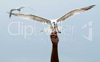 Feeding seagulls