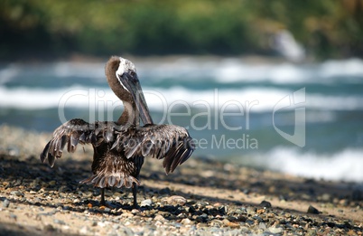 A pelican drying