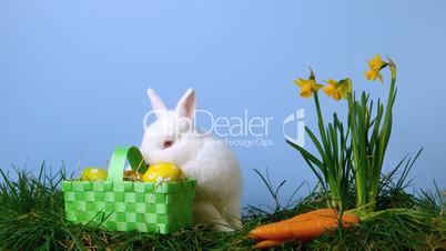 Cute white rabbit sniffing easter eggs in a basket besides daffodils