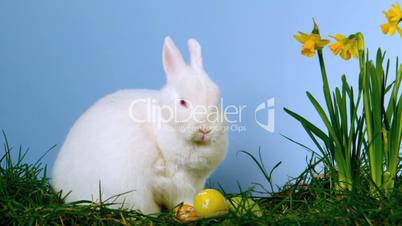 Fluffy white bunny sniffing easter eggs besides daffodils