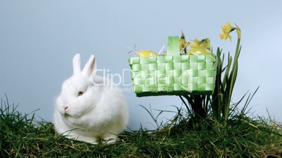 Basket of easter eggs falling next to a fluffy bunny over grass and daffodils