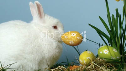 Three easter eggs falling in front of a cute white bunny