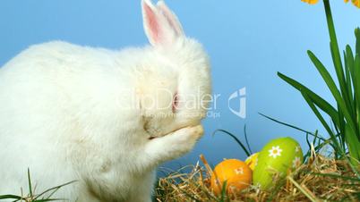 Cute fluffy rabbit scratching its nose with little easter eggs in front of him