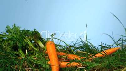Carrots falling over grass on blue background