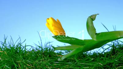 Yellow tulip falling in the grass on blue background